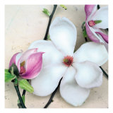 Magnolia Diva I