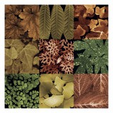 Buy Leaf Montage at AllPosters.com