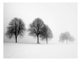 Winter Trees II