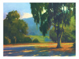 Eucalyptus Sunset