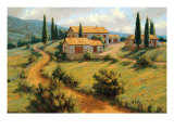 Italian Cypress