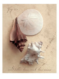Seaside Collection II