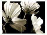 Cosmos Breeze