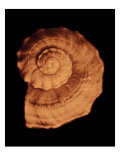 Proteus Shell XIII