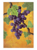 Buy Red Wine Grapes at AllPosters.com