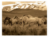 Horses Running I