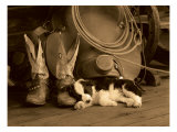 Cowboy Puppy