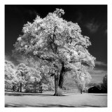 Buy Majestic at AllPosters.com