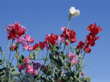 Galaxi Sweet Pea Flowers, August, Devon, England, United Kingdom, Europe