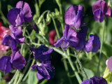Close-Up of Sweet Pea Flowers, Lathyrus Odoratus Old Fashioned Mixed Taken in September