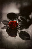 Buy Red Gothic Rose at AllPosters.com