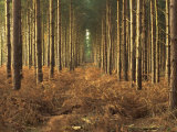 Buy Pine Trees in Rows in Morning Light, Norfolk Wood, Norfolk, England, United Kingdom, Europe at AllPosters.com