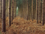 Buy Pine Trees in Rows, Norfolk Wood, Norfolk, England, United Kingdom, Europe at AllPosters.com