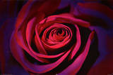 Buy Dark Purple Rose at AllPosters.com
