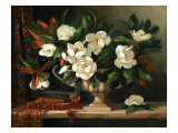 Magnolias Revisit