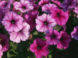 Petunia Flowers, Petunia Hybrida Taken in July