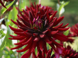 Close-Up of Deep Red Semi-Cactus Dahlia Taken in August in England