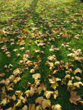 Buy Fallen Autumn Leaves at AllPosters.com