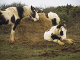 Buy Piebald Welsh Ponies around a Bale of Hay, Lydstep Point, Pembrokeshire, Wales, United Kingdom at AllPosters.com