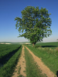 Horse Chestnut Tree by a Farm Track Through Fields on the South Downs in Sussex, England, UK