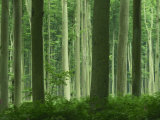 Buy Tall Straight Trunks on Trees in Woodland in the Forest of Lyons, in Eure, Haute Normandie, France at AllPosters.com