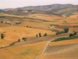 Buy Agricultural Landscape of Fields, Farms and Olive Trees in the Background, in Andalucia, Spain at AllPosters.com