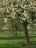 Buy Cider Apple Trees in Blossom in Spring in an Orchard in Herefordshire, England, United Kingdom at AllPosters.com