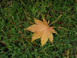 Buy Fallen Leaf on Grass, with Dew Drops at AllPosters.com