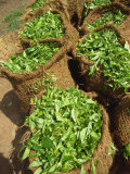 Close-Up of Sacks of Freshly Picked Tea Near Nuwara Eliya in Sri Lanka