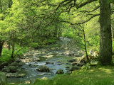 Afon Artro Passing Through Natural Oak Wood, Llanbedr, Gwynedd, Wales, United Kingdom, Europe