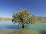 Buy Tranquil Scene of Landscape of an Olive Tree on the Edge of a Lake Near Malaga, Andalucia, Spain at AllPosters.com