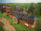 St. Joseph Vineyards, Ardeche, Rhone Alpes, France