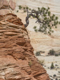 Buy Ponderosa Pine on Sandstone Cone, Zion National Park, Utah, United States of America, North America at AllPosters.com