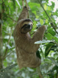 Buy Three Toed Sloth, Manuel Antonio Park, Costa Rica, Central America at AllPosters.com