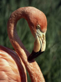 Buy Flamingo at AllPosters.com