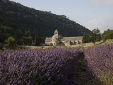 Buy Senanque Abbey and Lavender Field, Vaucluse, Provence, France, Europe at AllPosters.com