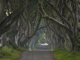 Buy Tree Lined Road known as the Dark Hedges Near Stanocum, County Antrim, Ulster, Northern Ireland, UK at AllPosters.com