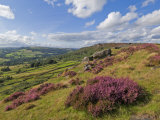 Buy Heather Moorland, Baslow Edge Near Curbar, Peak District National Park, Derbyshire, England, UK at AllPosters.com