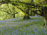 Bluebells in Carstramon Wood, Fleet Valley, Dumfries and Galloway, Scotland