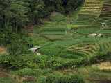 Small Fields of Crops in the Cameron Highlands in Perak Province, Malaysia, Southeast Asia