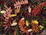 Overhead View of Fallen Rowan Leaves in Autumn Colours, Red and Gold