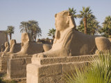 Avenue of Sphinxes, Luxor Temple, Luxor, Thebes, UNESCO World Heritage Site, Egypt