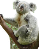 Koala Bear