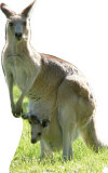 Kangaroo