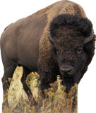 Buy Bison at AllPosters.com