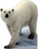 Buy Polar Bear at AllPosters.com