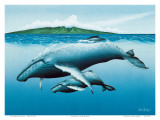 Mother and Child, Hawaiian Humpback Whales