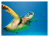 Buy Hawaiian Green Sea Turtle at AllPosters.com