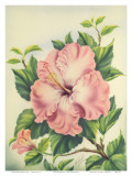 Buy Hawaiian Pink Hibiscus, c.1940s at AllPosters.com