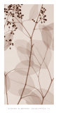 Buy Eucalyptus III at AllPosters.com
